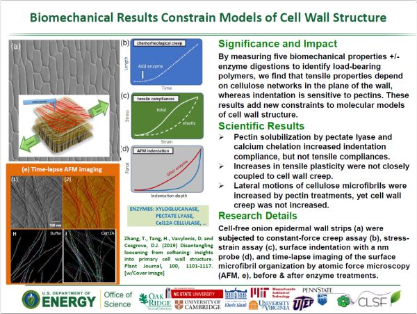 Research highlight from Daniel Csogrove about biomechanical cell wall results